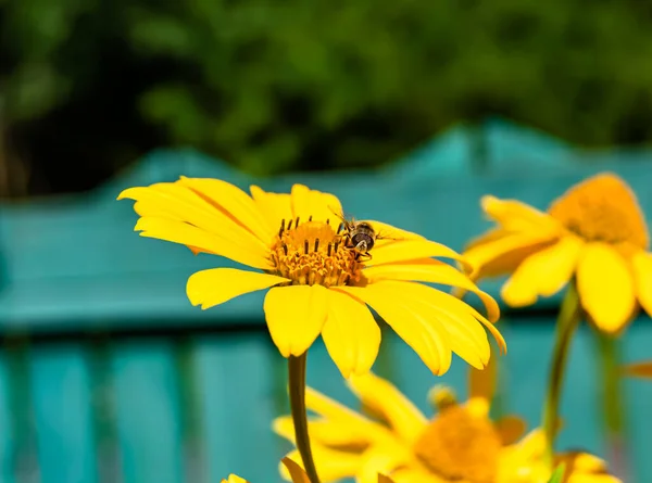 Όμορφη Άγρια Φτερωτή Μέλισσα Λουλούδι Στο Φόντο Λιβάδι Φύλλωμα Φωτογραφία — Φωτογραφία Αρχείου