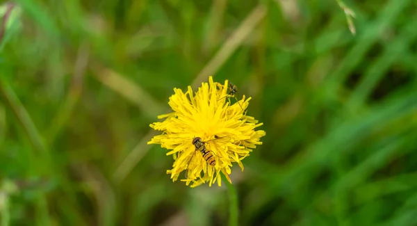 Gyönyörű Vad Virág Szárnyas Méh Háttér Lombozat Rét Fotó Álló — Stock Fotó