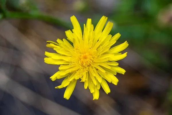 Beautiful wild growing flower yellow dandelion on background meadow, photo consisting of wild growing flower yellow dandelion to meadow, wild growing flower yellow dandelion at herb meadow countryside