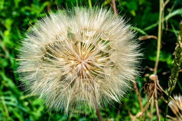 Beautiful Wild Growing Flower Seed Dandelion Background Meadow Photo Consisting — Photo
