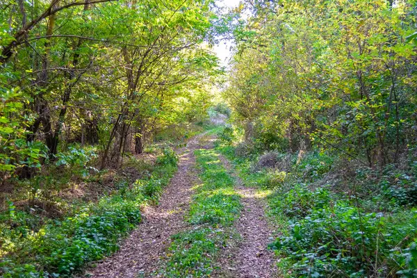 stock image Photography on theme beautiful footpath in wild foliage woodland, photo consisting of rural footpath to wild foliage woodland without people, footpath at wild foliage woodland this is natural nature