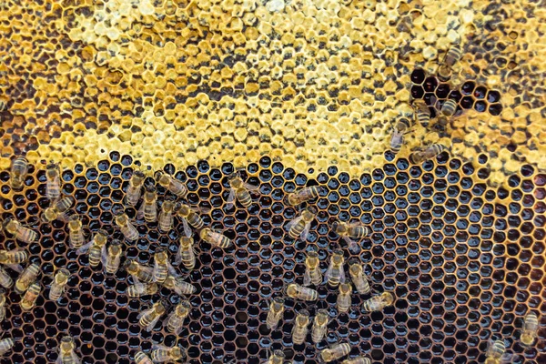 Abstrakte Sechseckige Struktur Ist Bienenwabe Aus Bienenstock Gefüllt Mit Goldenem — Stockfoto