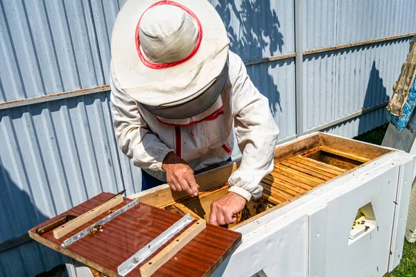 Albinele Înaripate Zboară Încet Către Apicultor Colectează Nectar Stupul Privat — Fotografie, imagine de stoc