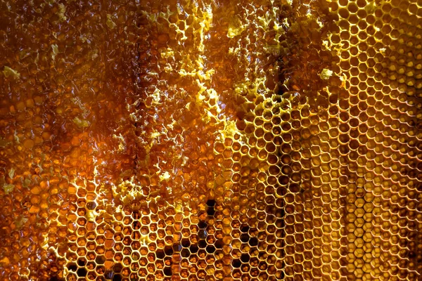 Drop Bee Honey Drip Hexagonal Honeycombs Filled Golden Nectar Honeycombs — Foto Stock
