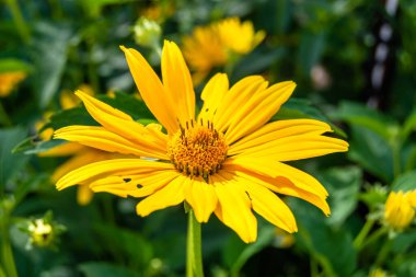 Güzel, yabani, büyüyen çiçek, arka planda sahte ayçiçeği, yabani çiçeklerden oluşan fotoğraf, sahte ayçiçeği, çimen çayırı, vahşi, büyüyen çiçek, sahte ayçiçeği çayırı.