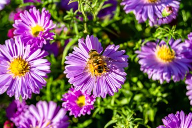 Arka planda yaban arısı kanatlı güzel bir arı, yabani çiçeklerden oluşan bir fotoğraf. Arı otlağa doğru yavaşça uçuyor bal için nektar topluyor, kır otlaklarında yabani bir çiçek arısı.