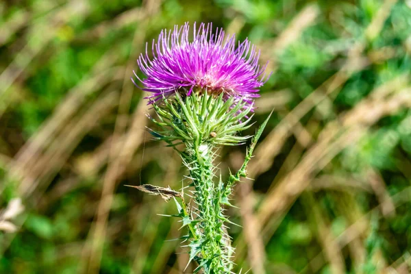 Beautiful growing flower root burdock thistle on background meadow, photo consisting from growing flower root burdock thistle to grass meadow, growing flower root burdock thistle at meadow countryside