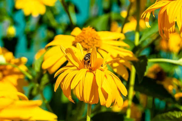 美丽的野花翅膀蜜蜂在背叶草甸上 由野花蜜蜂组成的照片缓缓飞去草甸采蜜 野花蜜蜂在草甸乡间采蜜 — 图库照片
