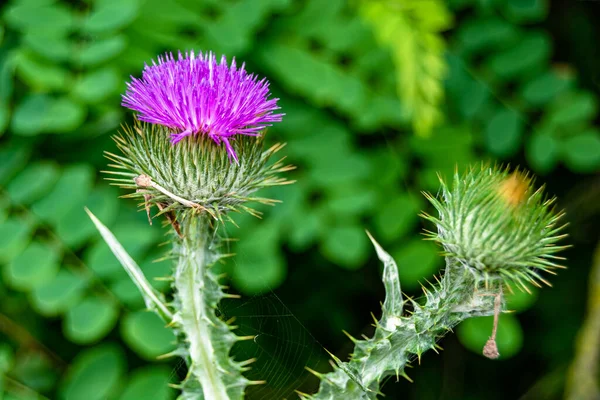 Beautiful Growing Flower Root Burdock Thistle Background Meadow Photo Consisting — Stock Photo, Image