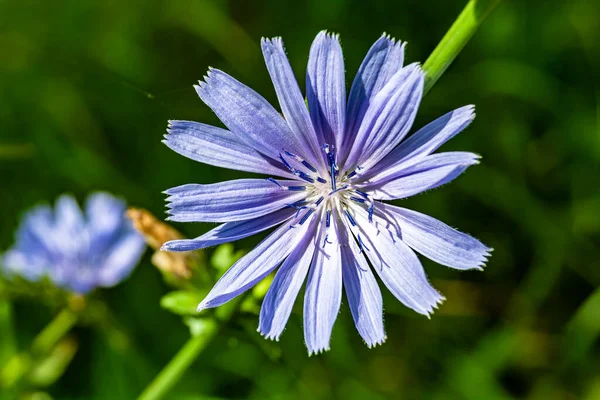 Beauty Wild Growing Flower Chicory Ordinary Background Meadow Photo Consisting — Stock Photo, Image