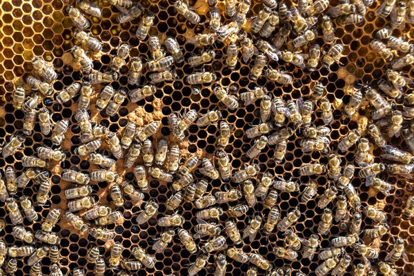 추상적 육각형 구조는 금빛꿀 벌통에서 벌집을 것이고 벌집의 구성은 마을에서 — 스톡 사진
