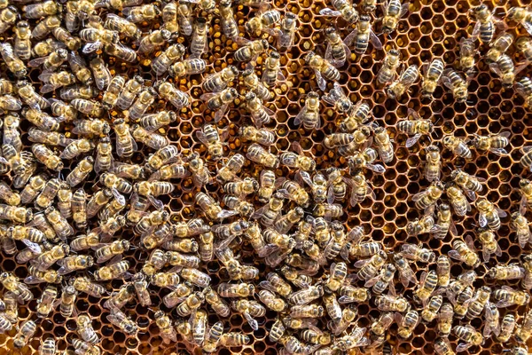 概要六角形の構造は ミツバチの巣からミツバチの巣まで黄金の蜂蜜で満たされたハニカム ミツバチの村からの蜂蜜の蜂蜜からなるハニカム夏の組成物 ミツバチの田舎から田舎までの蜂蜜の田舎です — ストック写真