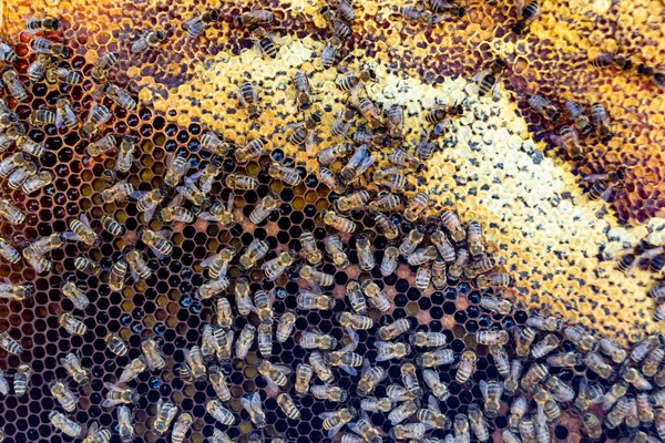 Struktur Segi Enam Abstrak Adalah Sarang Lebah Yang Diisi Dengan — Stok Foto