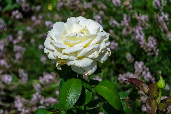 Tema üzerine fotoğraf. Arka planda büyüyen güzel çiçek. Yabani çiçeklerden oluşan fotoğraf. Çimen çayırına, yabani çiçeklerin büyüdüğü kır otlaklarında çiçek.