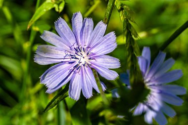 Çayırlarda yetişen güzel yabani çiçek hindibası. Yabani büyüyen çiçek hindibasından çim çayırına kadar sıradan, kırsal alanlarda sıradan yetişen yabani çiçek hindibasından oluşan fotoğraf.