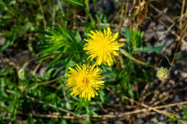Arka planda büyüyen güzel sarı karahindiba, yabani çiçekten çayıra kadar büyüyen sarı karahindiba, otlak kırsalında yetişen yabani çiçek sarı karahindiba.