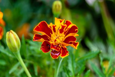 Arka bahçedeki çayırlarda yetişen güzel yabani çiçek kadife çiçeği takvimi, yabani çiçek kadife çiçeklerinden çayırlara, bitki çayırlarında yetişen yabani çiçek kadife çiçekleri.