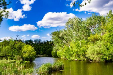 Kırsal kesimde yetişen güzel ot sazları renkli arka planda yetişiyor. Islak sularda vahşi ot bataklık kamışları, doğadan gelen uzun çimen kamışları.