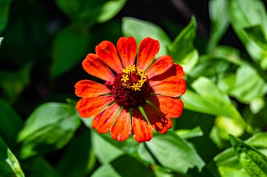 Çayırlarda güzel yetişen çinnia çiçekleri vahşi yetişen zinnia çiçeklerinden çayırlarda yetişen yabani çayırlara kadar uzanan fotograflar çayırlarda yetişen yabani zinnia zarafetleri.