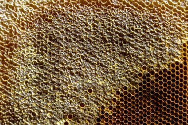 Altın nektarla dolu altıgen bal peteklerinden arı damlayan bal damlası, bal peteği yaz kompozisyonu doğal bal damlası, balmumu çerçeve arısına damlayan bal damlası, bal peteğine damlayan bal damlası