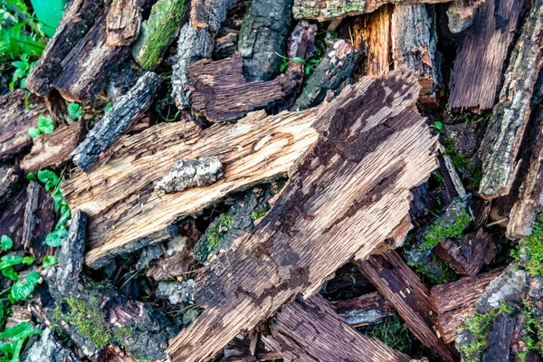 裂缝中堆放的橡木原木大墙照片 由自然背景下的老橡木原木 带有条纹的圆形年轮制成的橡木原木原木组成 — 图库照片