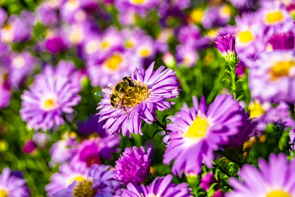 stock image Beautiful wild flower winged bee on background foliage meadow, photo consisting from wild flower bee slowly flies to grass meadow collect nectar for honey, wild flower bee at herb meadow countryside