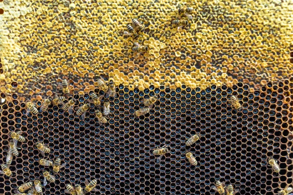 Abstraktní Šestiúhelníková Struktura Medová Plástve Včelího Úlu Plněné Zlatým Medem — Stock fotografie
