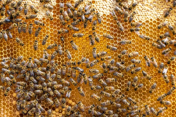 Abstract Hexagon Structure Honeycomb Bee Hive Filled Golden Honey Honeycomb — 图库照片