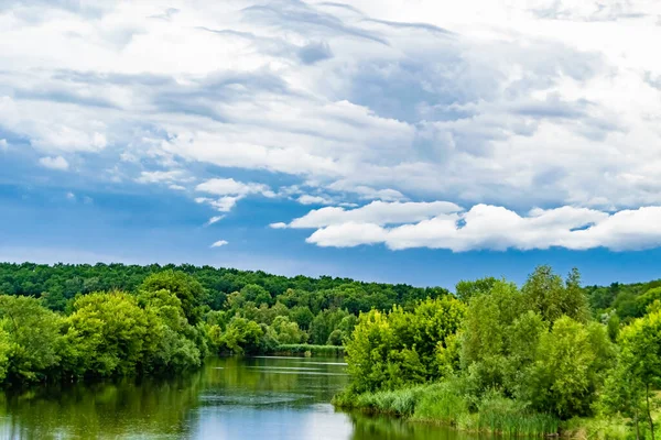 stock image Beautiful grass swamp reed growing on shore reservoir in countryside to colored background, photography consisting of wild grass swamp reed at wet water, grass long swamp reed from natural nature