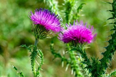 Arkaplan otlağında güzel yetişen çiçek kökü dikenli devedikeni. Çiçek kökü dikeninden çim çayırına kadar uzanan fotograf. Meadow kırsalında çiçek kökü dikenli dikenli devedikeni.