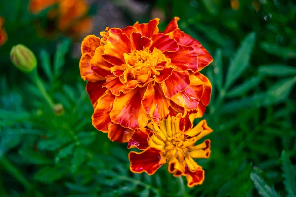 stock image Fine wild growing flower marigold calendula on background meadow, photo consisting from wild growing flower marigold calendula to grass meadow, wild growing flower marigold calendula at herb meadow