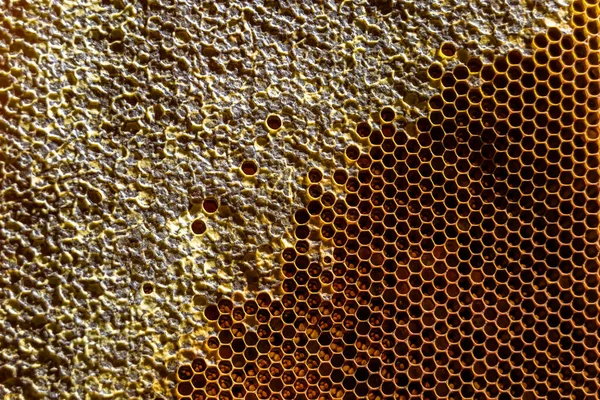 Druppel Bijenhoning Uit Zeshoekige Honingraten Gevuld Met Gouden Nectar Honingraten — Stockfoto