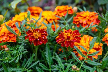 Arka bahçedeki çayırlarda yetişen güzel yabani çiçek kadife çiçeği takvimi, yabani çiçek kadife çiçeklerinden çayırlara, bitki çayırlarında yetişen yabani çiçek kadife çiçekleri.