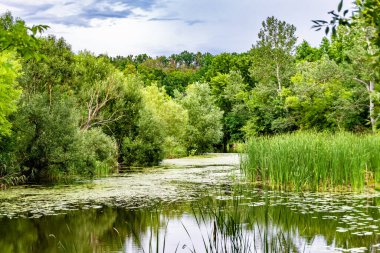 Kırsal kesimde yetişen güzel ot sazları renkli arka planda yetişiyor. Islak sularda vahşi ot bataklık kamışları, doğadan gelen uzun çimen kamışları.