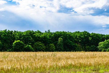 Renkli doğal arka plan üzerine köy çayırında güzel bir ufuk manzarası, uzun çayırdaki çayır köyünde ufuk manzarası, hayvan için köy otlağındaki ufuk doğa manzarası.