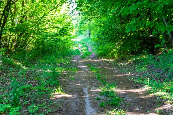 Photography Theme Beautiful Footpath Wild Foliage Woodland Photo Consisting Rural — Stockfoto