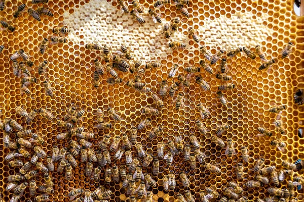 Abstract Hexagon Structure Honeycomb Bee Hive Filled Golden Honey Honeycomb — 图库照片