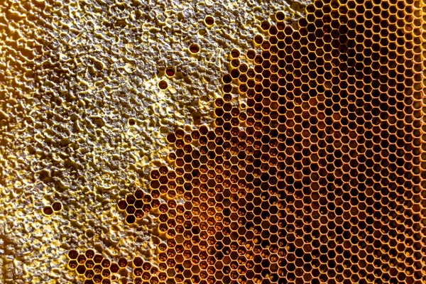 Méhcsepp Méz Cseppek Hatszögletű Arany Nektárral Töltött Méhsejt Fésűkből Nyári — Stock Fotó