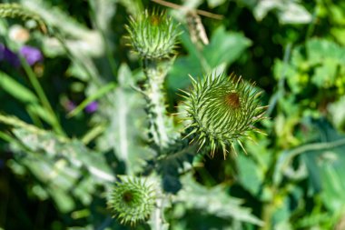 Arkaplan otlağında güzel yetişen çiçek kökü dikenli devedikeni. Çiçek kökü dikeninden çim çayırına kadar uzanan fotograf. Meadow kırsalında çiçek kökü dikenli dikenli devedikeni.