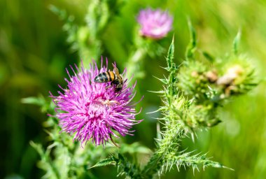 Arka planda yaban arısı kanatlı güzel bir arı, yabani çiçeklerden oluşan bir fotoğraf. Arı otlağa doğru yavaşça uçuyor bal için nektar topluyor, kır otlaklarında yabani bir çiçek arısı.