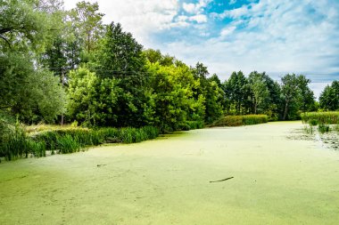 Kırsal kesimde yetişen güzel ot sazları renkli arka planda yetişiyor. Islak sularda vahşi ot bataklık kamışları, doğadan gelen uzun çimen kamışları.