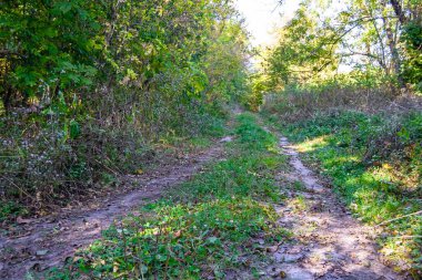Tema üzerine fotoğrafçılık Vahşi Orman 'daki güzel patika, Vahşi Orman' a uzanan kırsal yaya yolu, İnsansız Orman 'a giden yol, Vahşi Orman' daki yaya yolu, Bu doğal doğa
