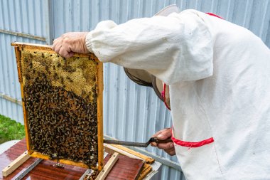 Kanatlı arı yavaşça arı yetiştiricisine uçar canlı çiçeklerden nektar toplar. Arı kovanından, arı kovanından, arı bacağındaki çiçek tozundan, arka plandaki arılar için arıcıdan oluşan arı kovanından.