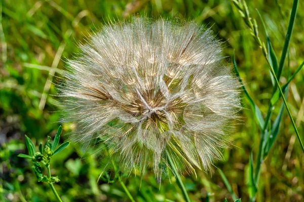 Beautiful Wild Growing Flower Seed Dandelion Background Meadow Photo Consisting — Stock Photo, Image
