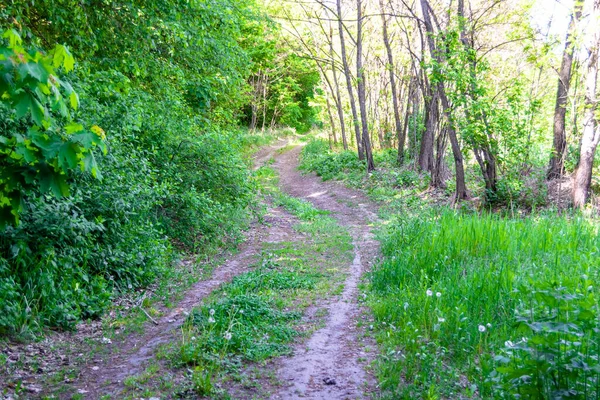 stock image Photography on theme beautiful footpath in wild foliage woodland, photo consisting of rural footpath to wild foliage woodland without people, footpath at wild foliage woodland this is natural nature