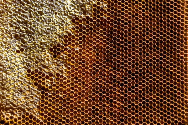 黄金の蜜で満たされた六角形のハニカムから蜂の蜜滴のドロップ ドロップ天然の蜂蜜で構成されたハニカム夏の組成物 ワックスフレーム蜂の滴 ミツバチの蜜滴のドロップ — ストック写真