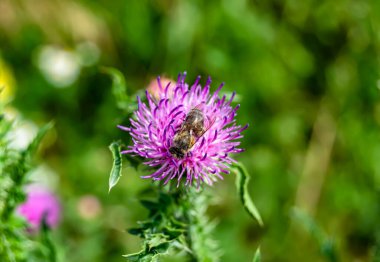 Arka planda yaban arısı kanatlı güzel bir arı, yabani çiçeklerden oluşan bir fotoğraf. Arı otlağa doğru yavaşça uçuyor bal için nektar topluyor, kır otlaklarında yabani bir çiçek arısı.