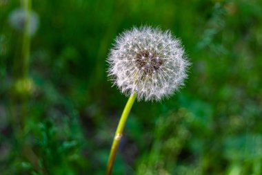 Arka planda büyüyen güzel çiçek tohumu karahindiba, yabani çiçek tohumu karahindibasından çim çayırına, kırsalda büyüyen yabani çiçek tohumu karahindibasından oluşan fotoğraf.