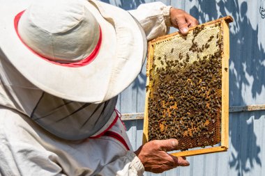 Kanatlı arı yavaşça arı yetiştiricisine uçar canlı çiçeklerden nektar toplar. Arı kovanından, arı kovanından, arı bacağındaki çiçek tozundan, arka plandaki arılar için arıcıdan oluşan arı kovanından.