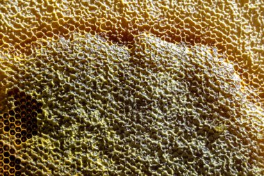 Altın nektarla dolu altıgen bal peteklerinden arı damlayan bal damlası, bal peteği yaz kompozisyonu doğal bal damlası, balmumu çerçeve arısına damlayan bal damlası, bal peteğine damlayan bal damlası